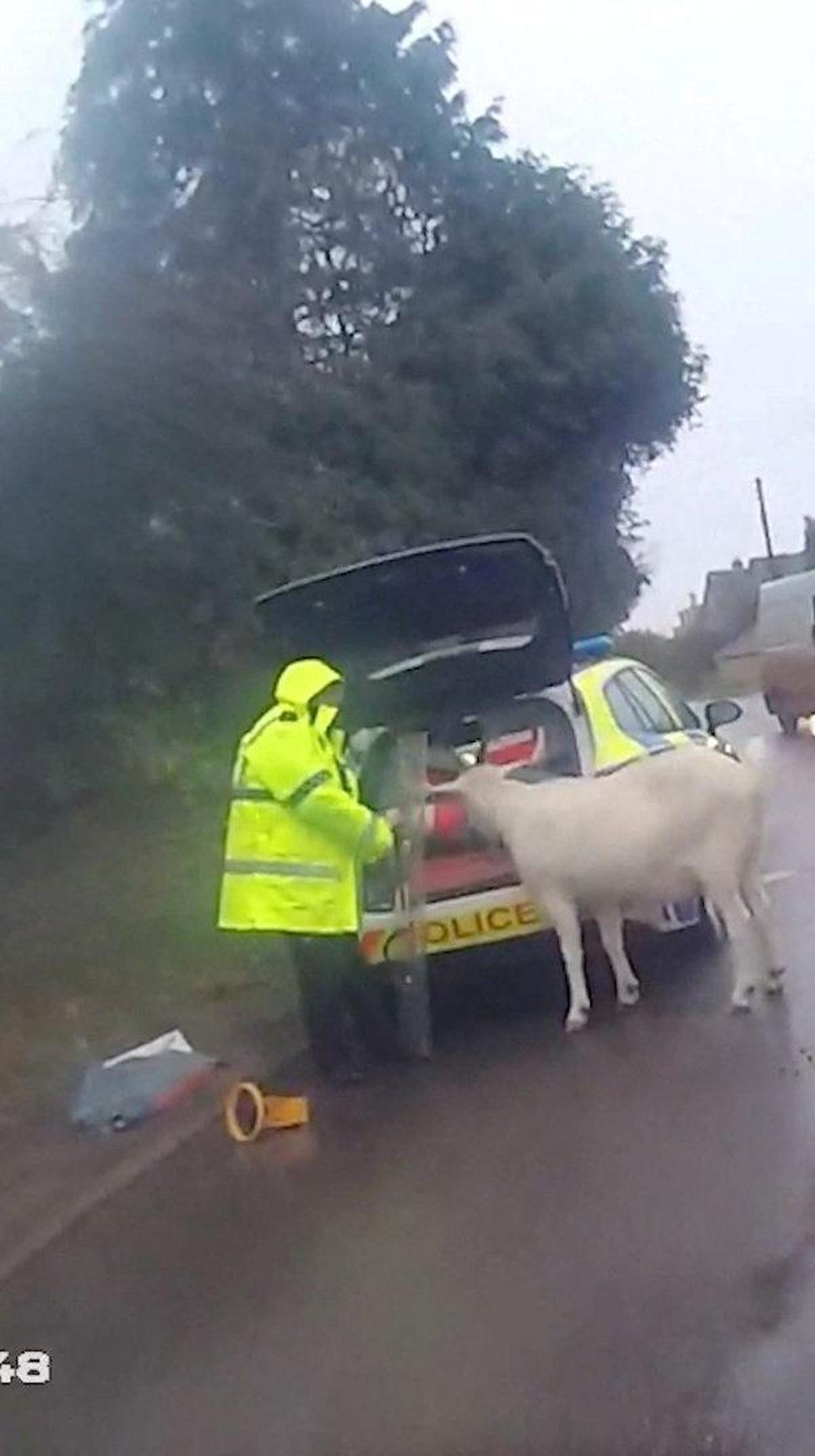 Watch: English police deploy shields to capture runaway goat