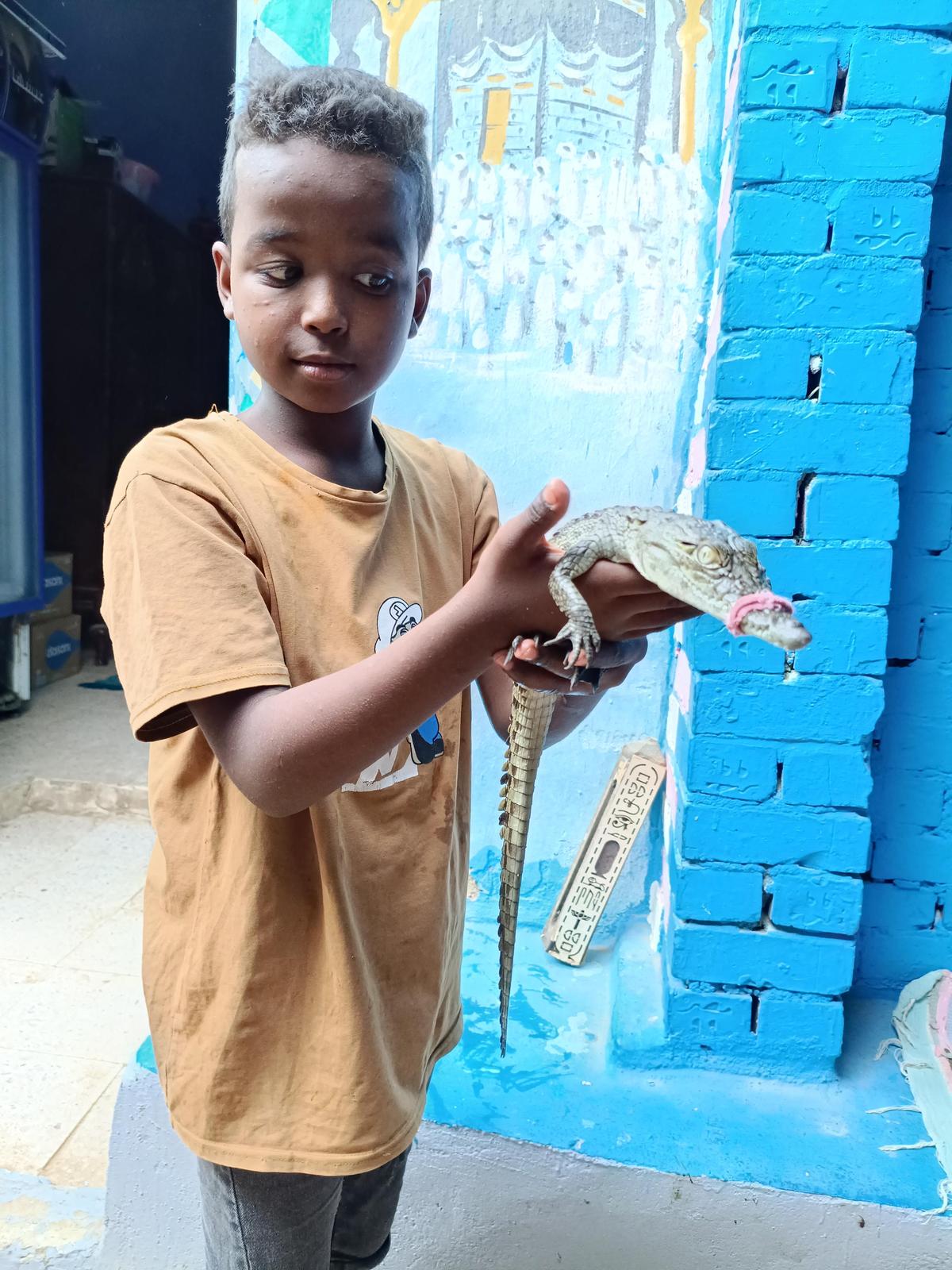 Watch: Egyptian village keeps crocodiles as pets