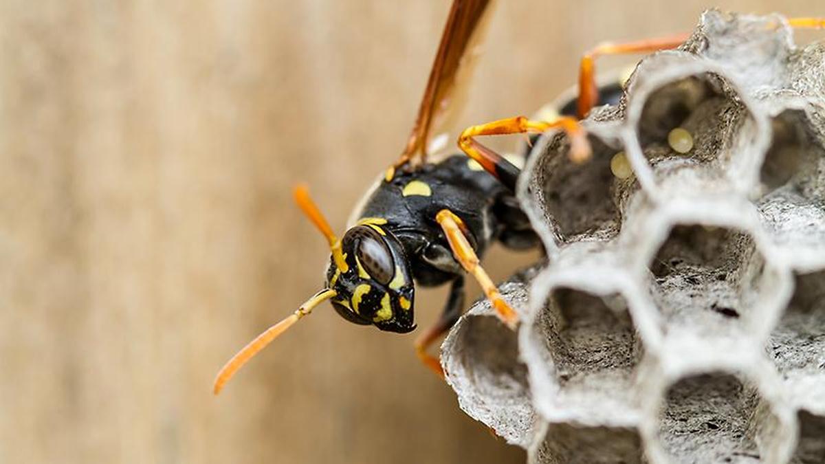 Wasps are excellent predators of pests and can play a big role in controlling them: IISc professor