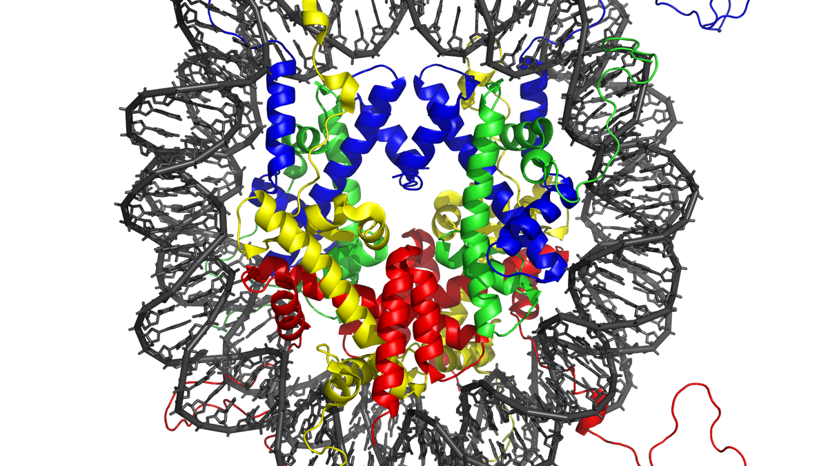 Just five DNA letters flip chromatin from fluid to solid-like state