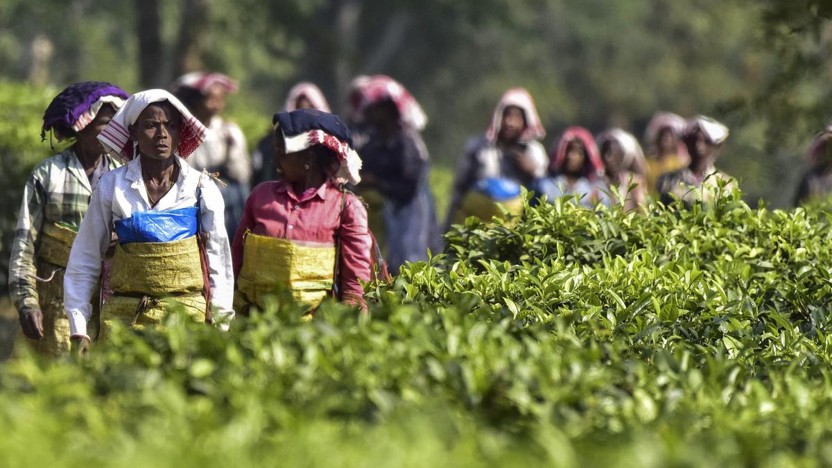 India seeks bigger slice of China’s expanding tea market at buyer-seller meet
