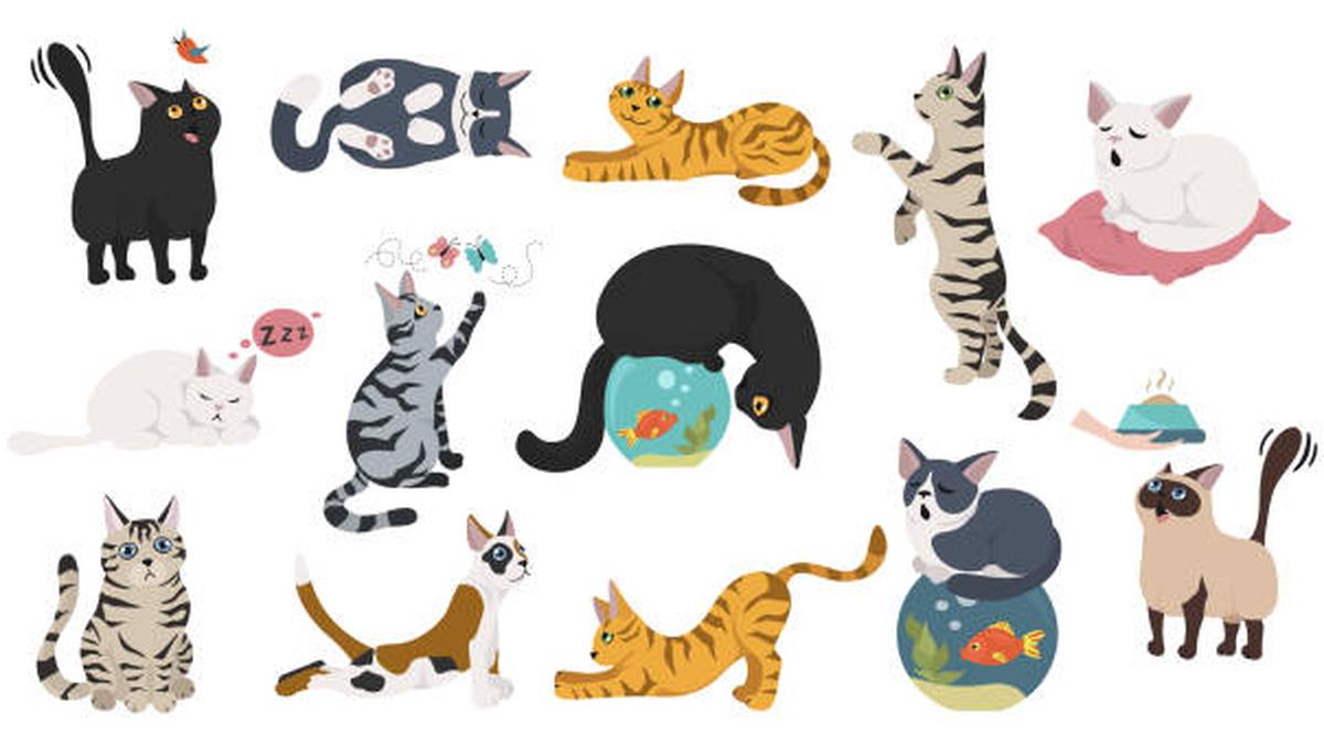 New research traces how Africa’s wildcats became today’s house cats