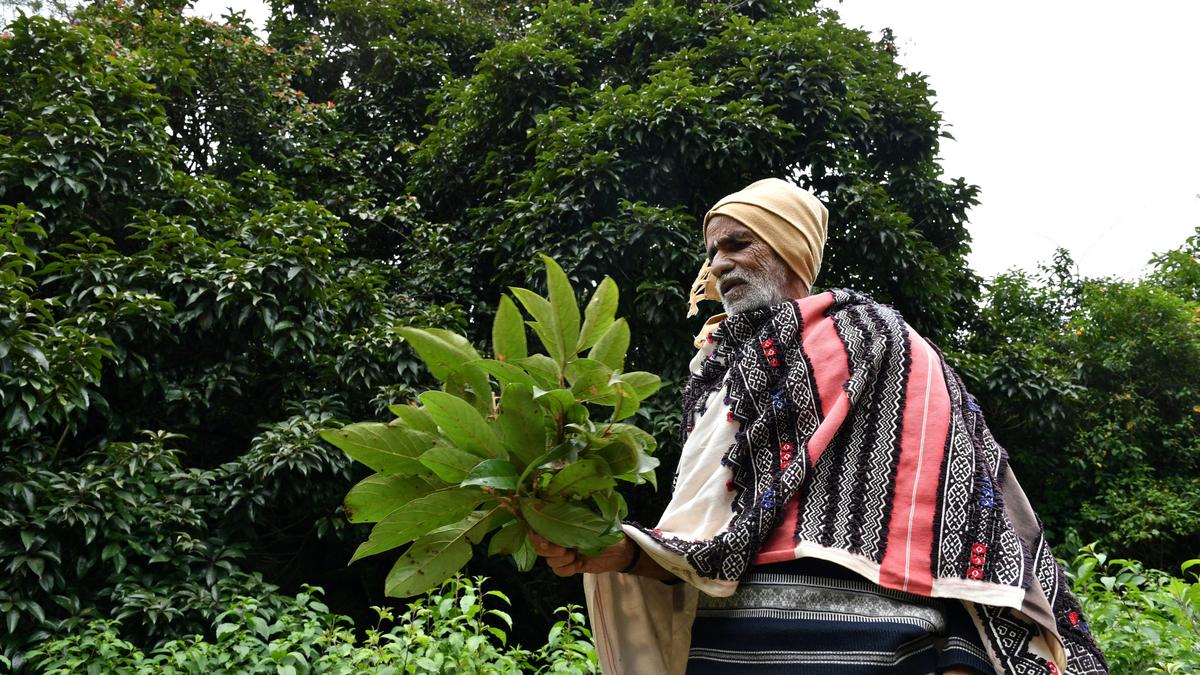 Conservation in the Global South erases human rights, researchers say