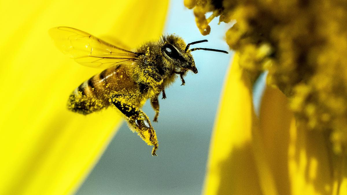 Sex systems drive faster mitochondrial evolution in many insects