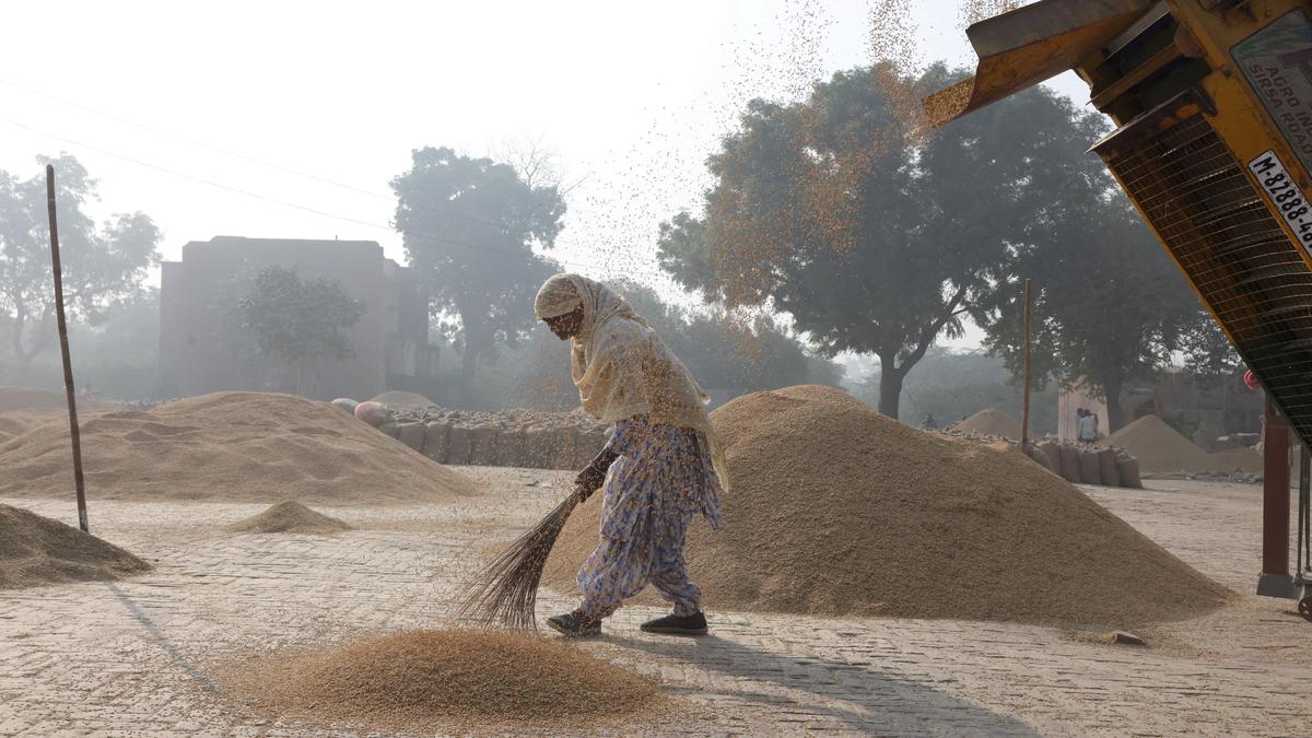 Rice exports surge to near record in 2025 as curbs lifted