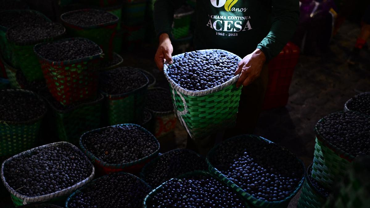 Brazil declares acai a national fruit to ward off ‘biopiracy’