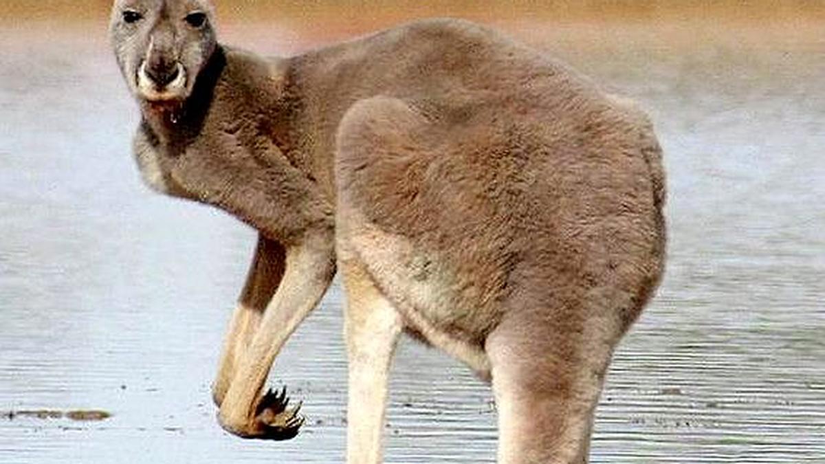 How did kangaroos evolve to hop?