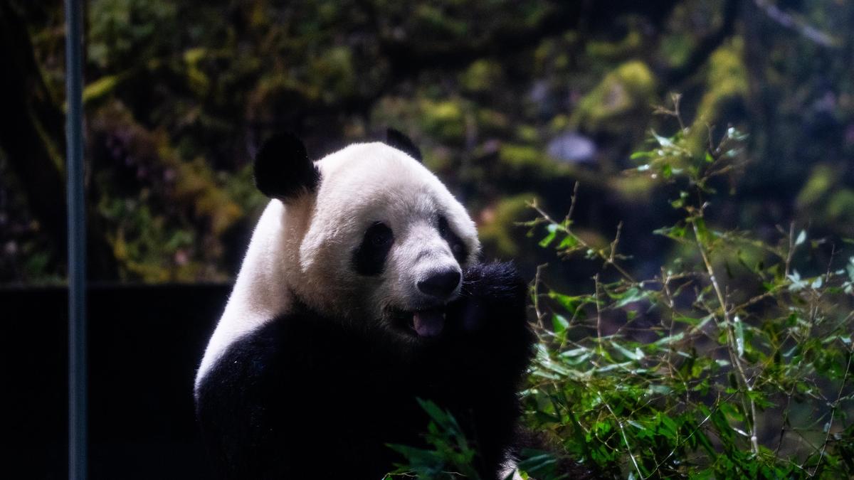 Last two pandas in Japan are leaving for China as ties are strained