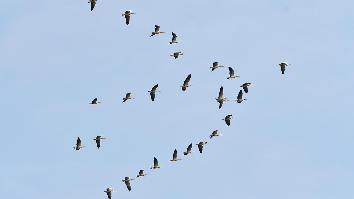 Sky Teamwork: Why do birds fly in V formation?