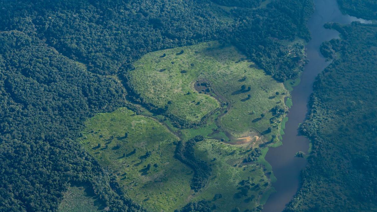 What remote-sensing reveals about plants, forests, and minerals from space