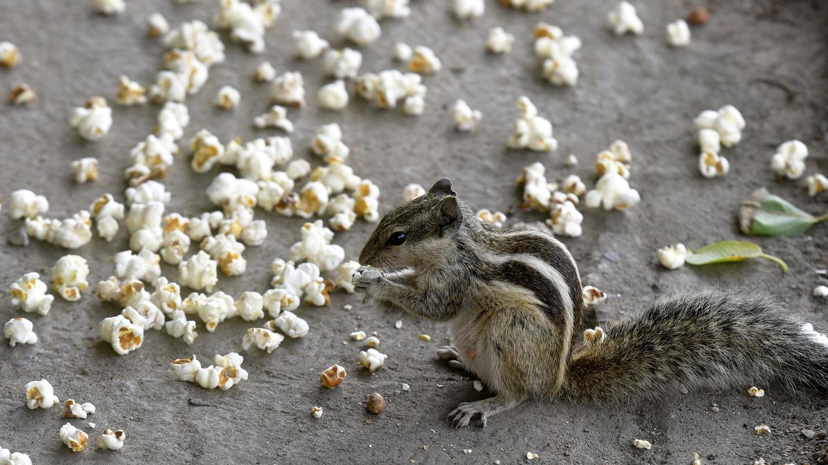 A kernel of truth – The Hindu