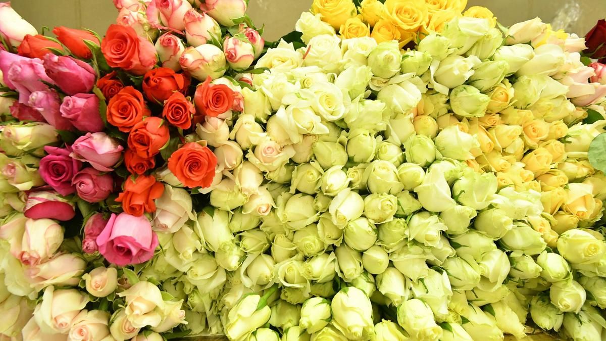 Rose price in domestic market in Hosur surpasses export market this Valentine’s Day