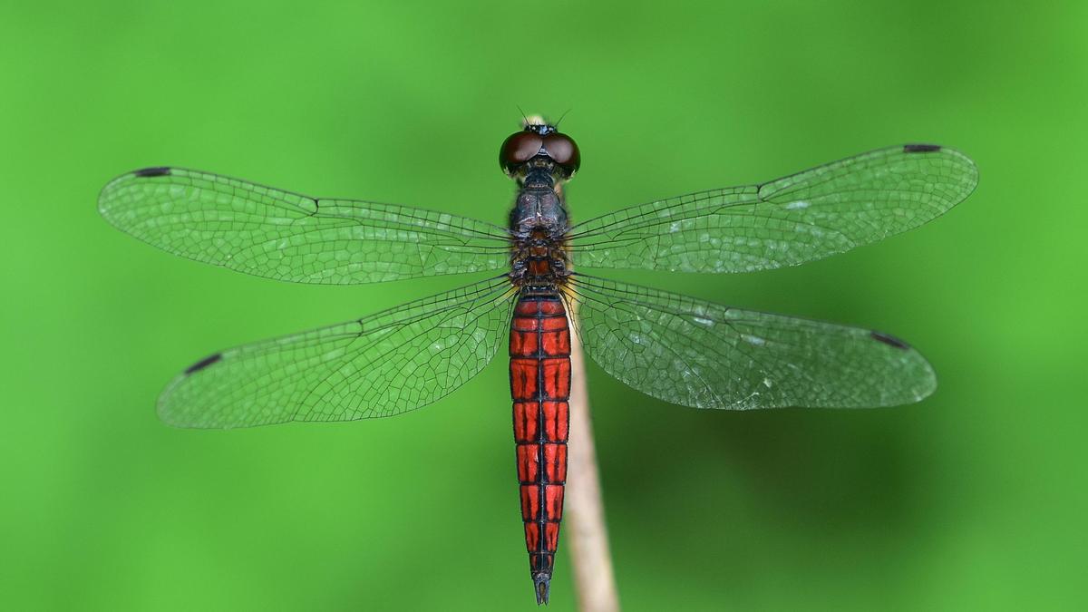 New dragonfly species discovered in Kerala, named Lyriothemis keralensis