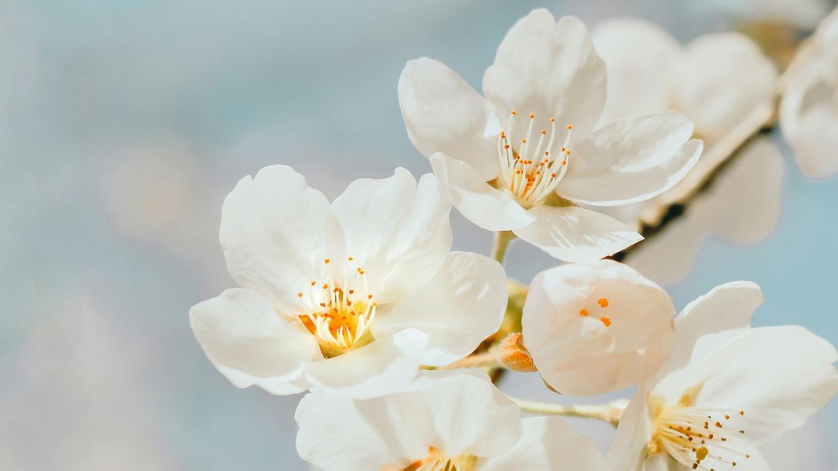 Why do so many flowers have five petals?