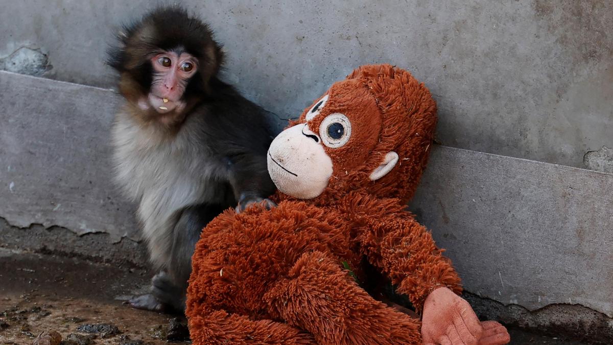 Abandoned by mother, baby monkey ‘Punch’ finds comfort in stuffed orangutan; charms zoo visitors