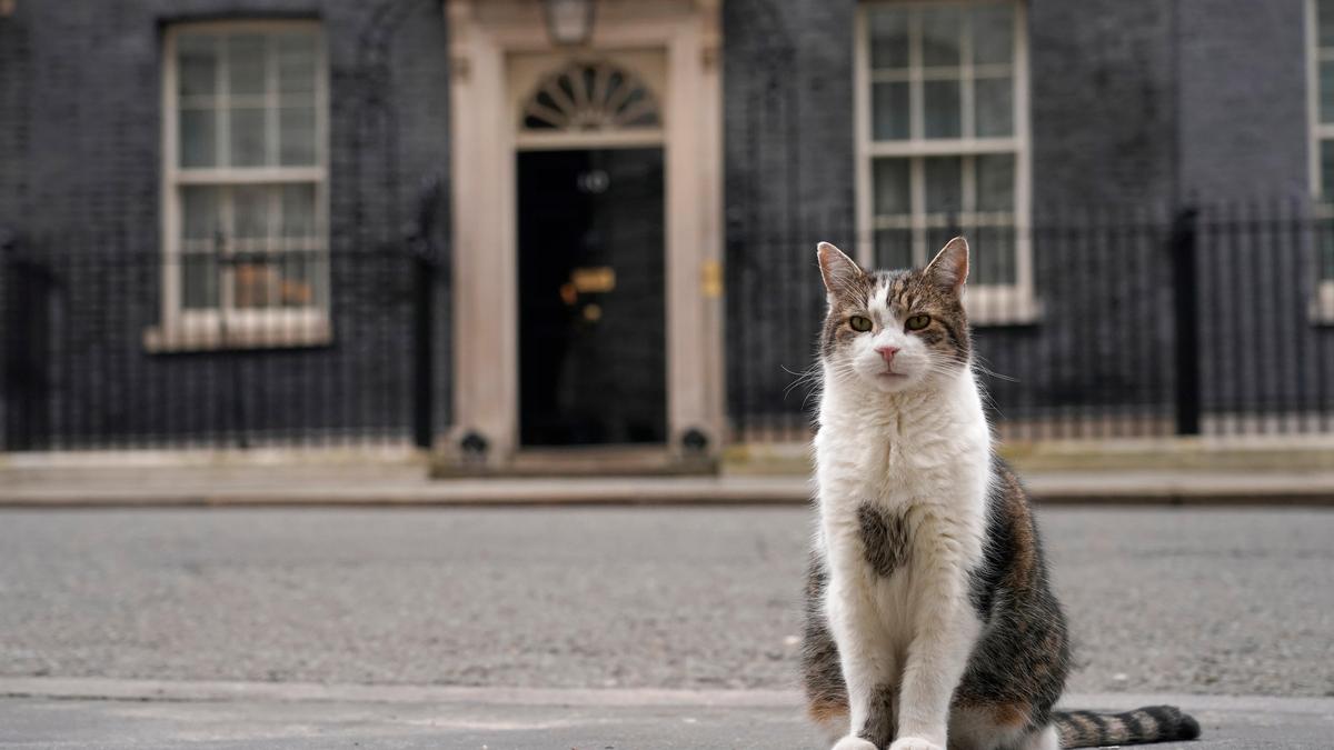 Paw patrol: Larry the cat marks 15 years at 10 Downing Street