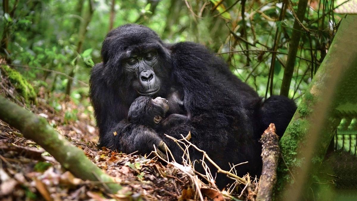 ‘Gorillas are what we want to be’: conservation leader Gladys Kalema-Zikusoka