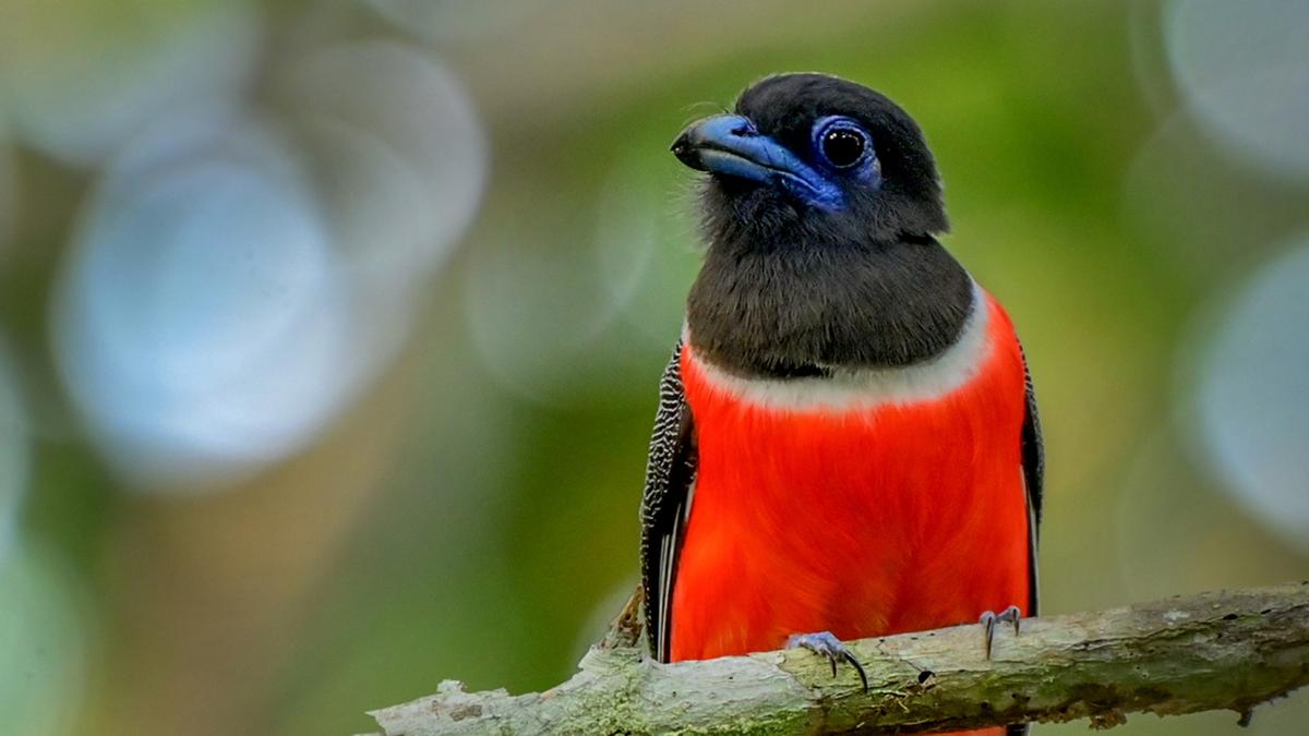 238 bird species spotted in Thiruvananthapuram district during Great Backyard Bird Count and Campus Bird Count