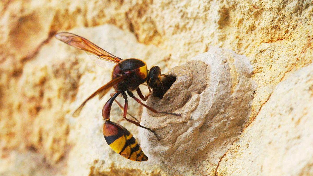 Unusual ancient gene governs sex of ant, bee, wasp newborns