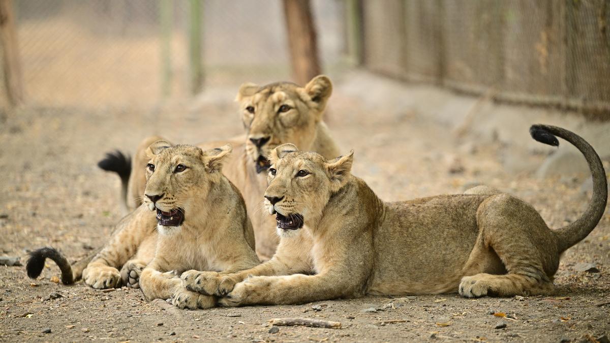 Why don’t all animals give birth to the same number of babies at a time?