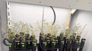 Science News: With lunar missions looming, scientists grow chickpeas in ‘moon dirt’