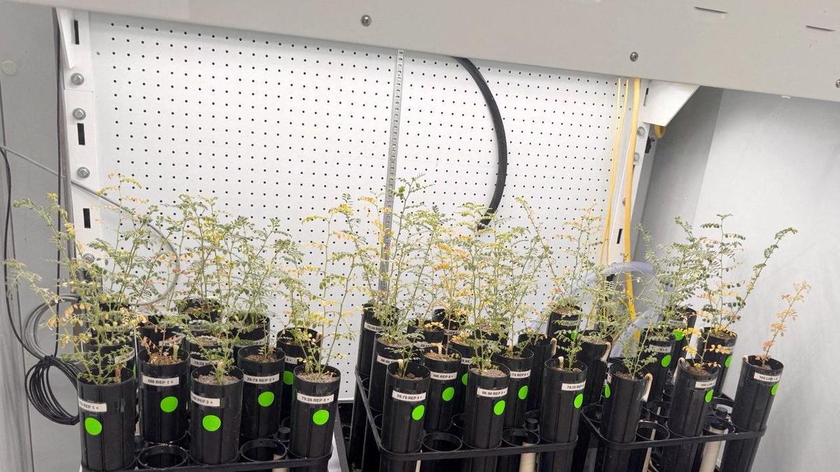 Science News: With lunar missions looming, scientists grow chickpeas in ‘moon dirt’