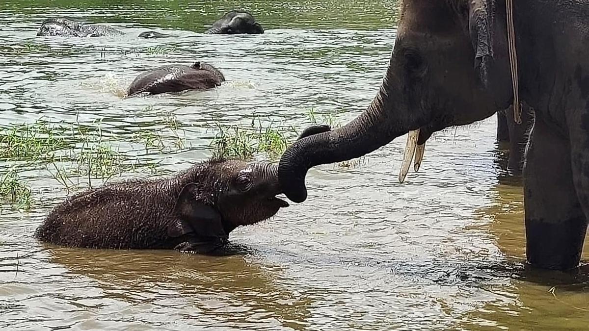 Animals that show intentional communication is not just human
