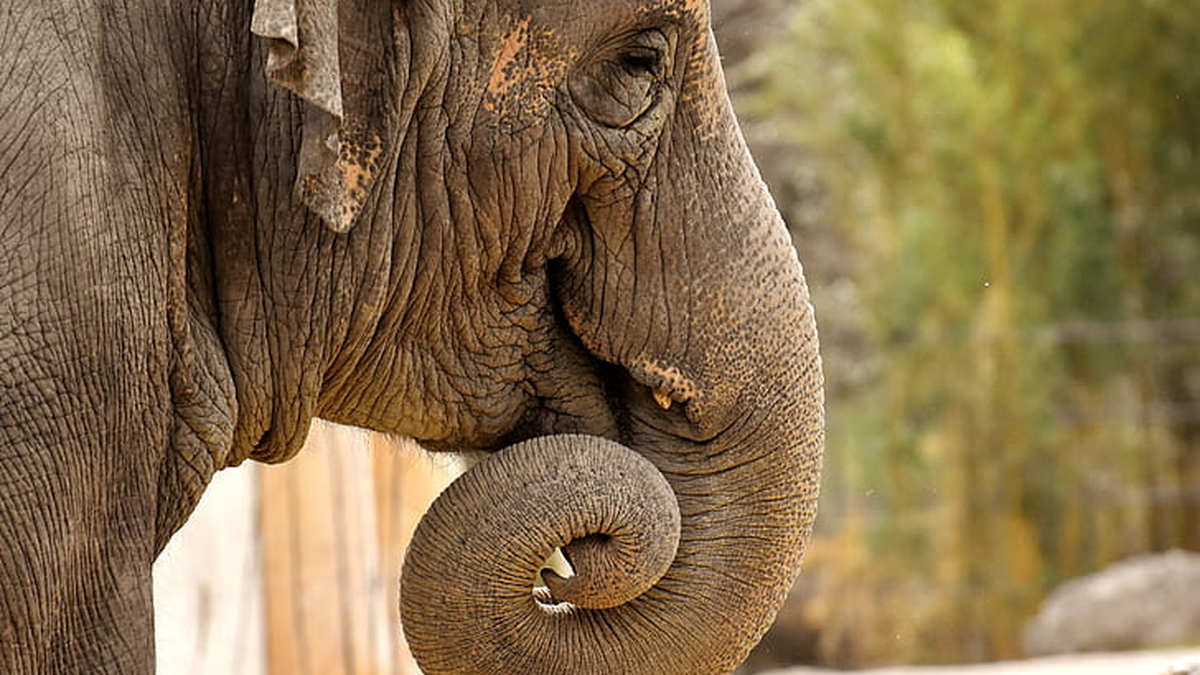 Groups to prevent human-elephant conflict linked to more elephant deaths