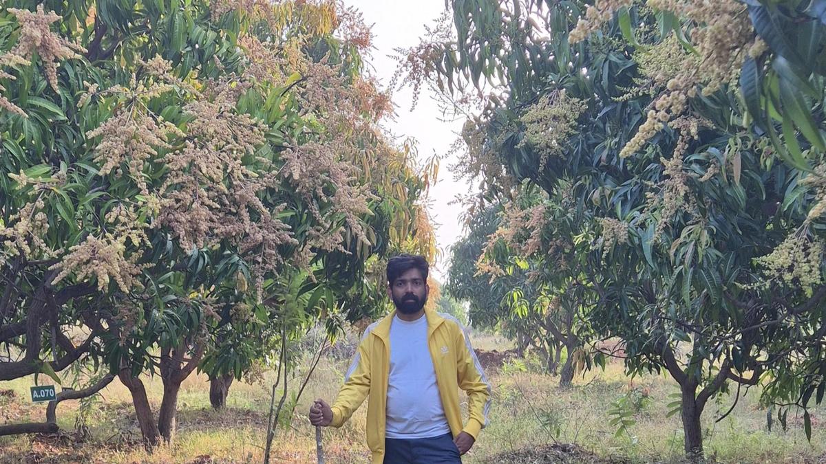 Rent a Tree, an agri-startup from Kochi, provides mango trees for lease across India