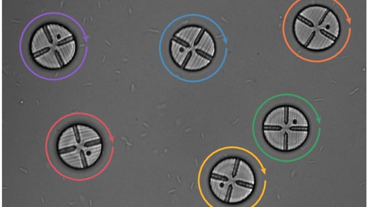 Bacteria produce a torque that can drive microscopic machines