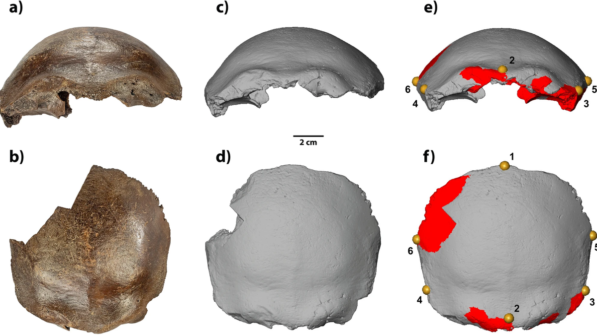 Hahnöfersand bone: of contention – The Hindu