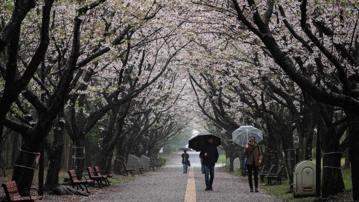 Cherry blossoms fade in Japan with climate change