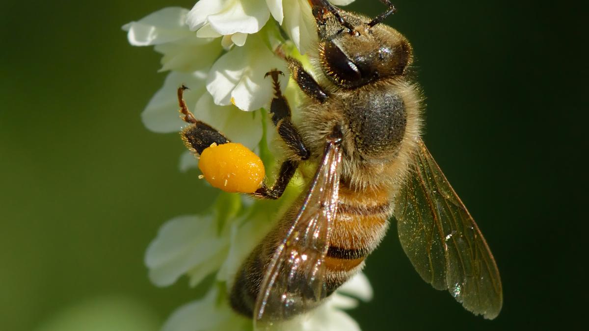Science quiz | Poisons that became medicines