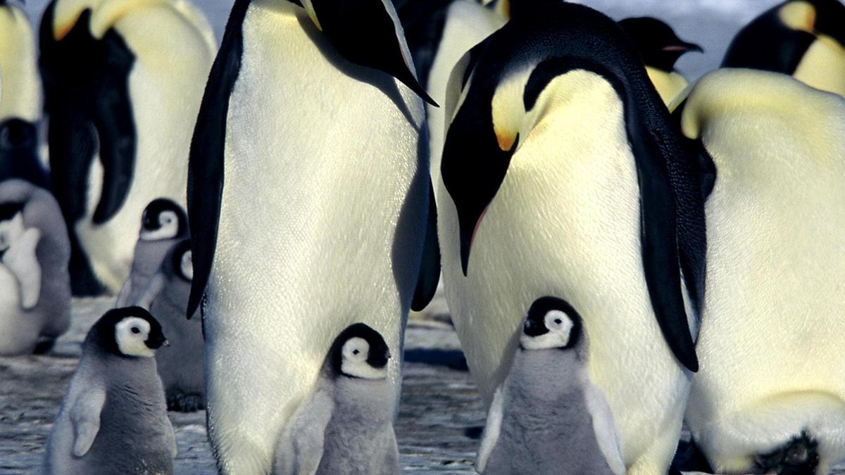 Emperor penguins listed as endangered species: IUCN