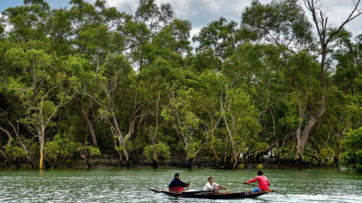 Is BSF’s idea to have reptiles in the water along Bangladesh border sound?