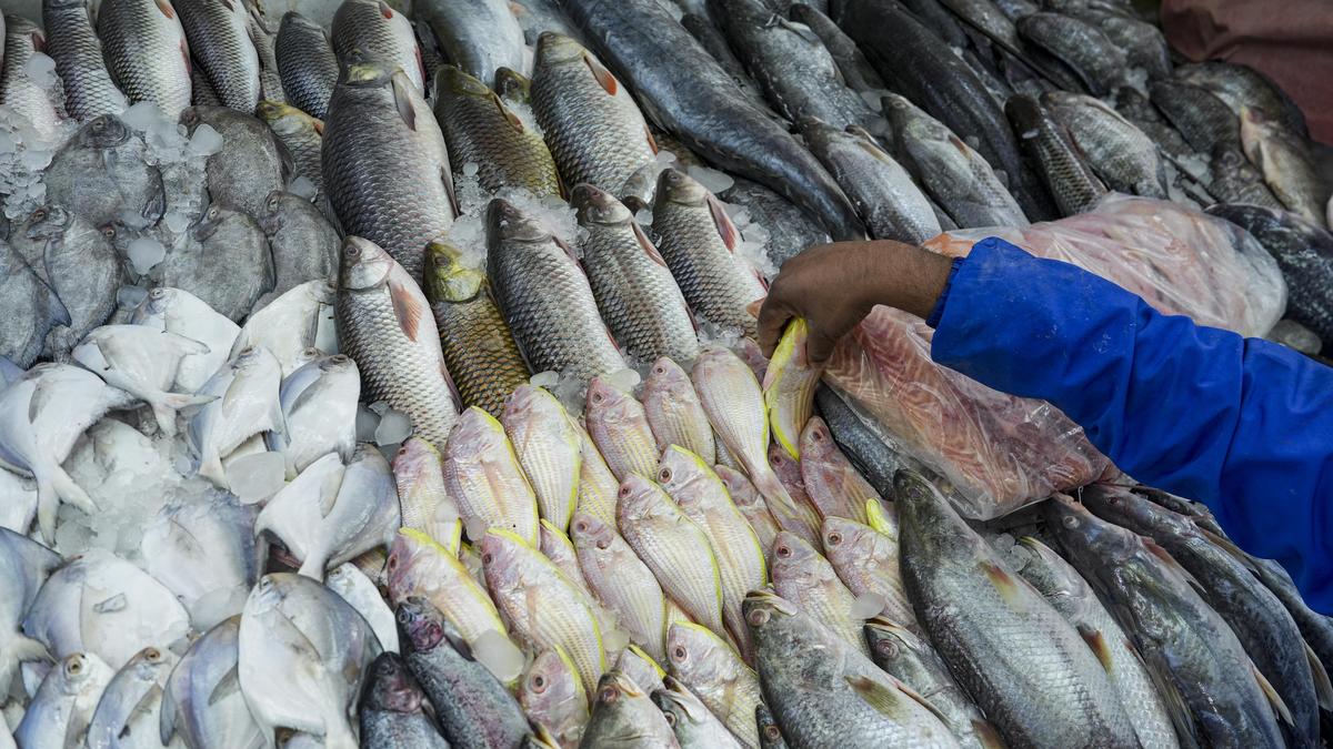 Tapping fisheries in reservoirs – The Hindu