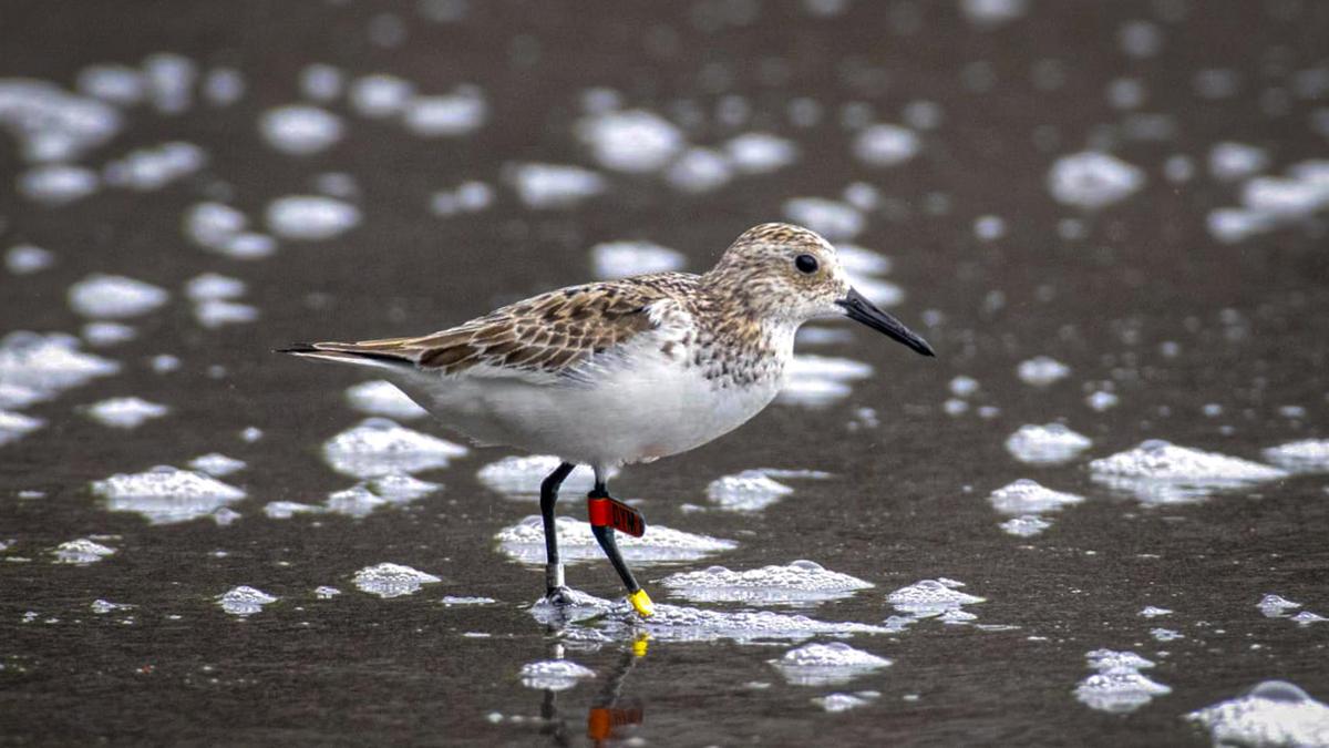 Shorebird from Australia spotted over 7,400 km away on island in Andamans: Expert