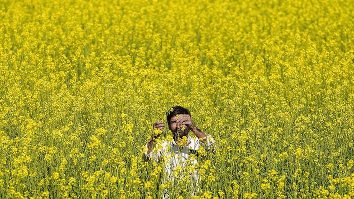 Societies embrace gene therapy but resist genetic change in crops