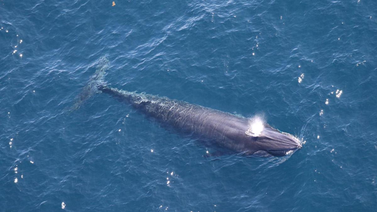 The rare whale species in the way of Trump’s oil drilling plan