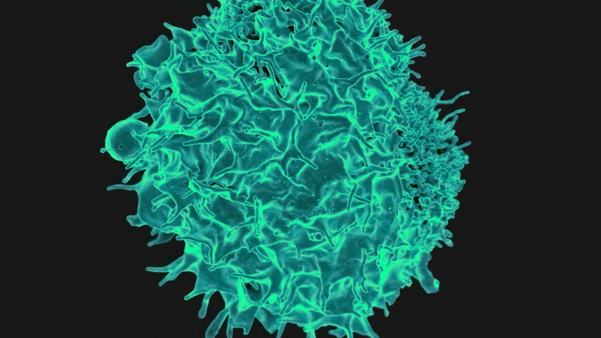 Enhanced CAR-T therapy clears solid tumours by finding ‘faint’ targets