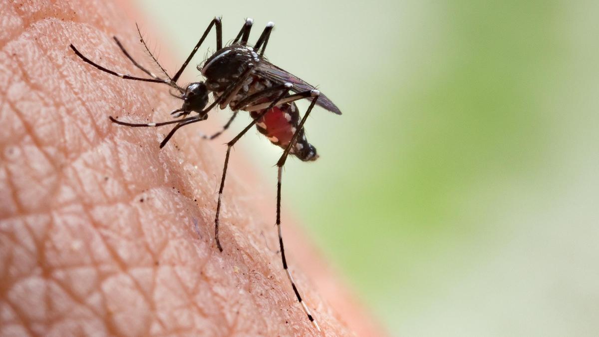 Why are some people mosquito magnets?