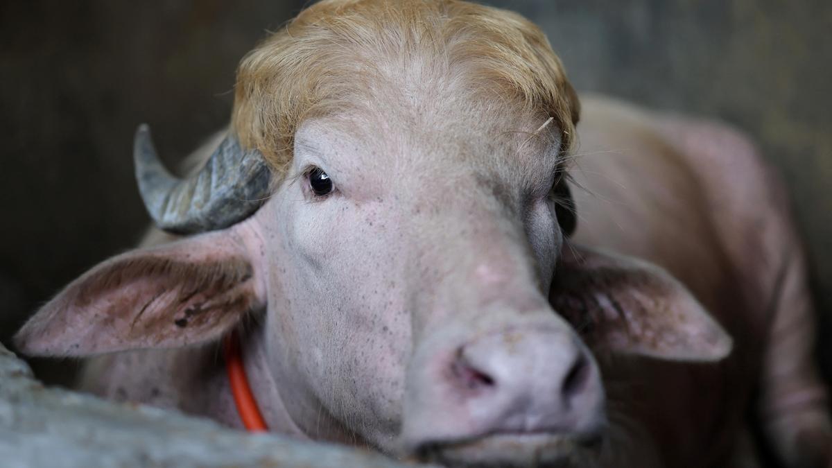 Bangladesh saves buffalo named ‘Donald Trump’ from Eid sacrifice