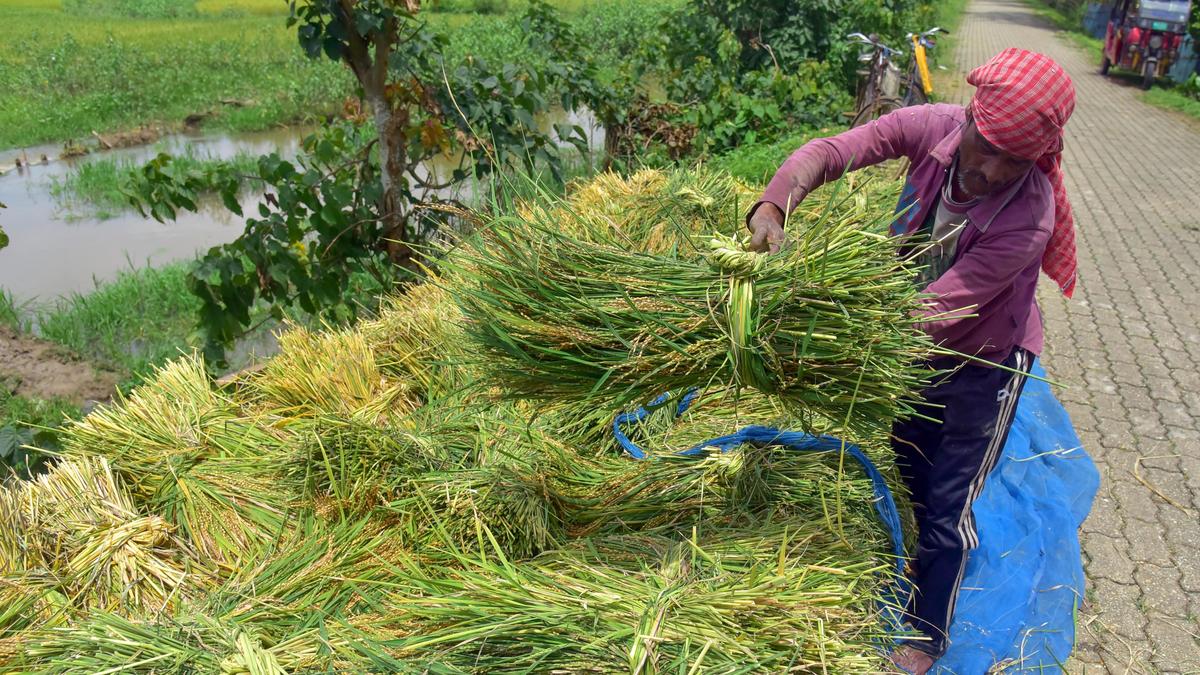 Government hikes paddy MSP by ₹72 to ₹2,441/qtl; sunflower seed sees steepest rise at ₹622