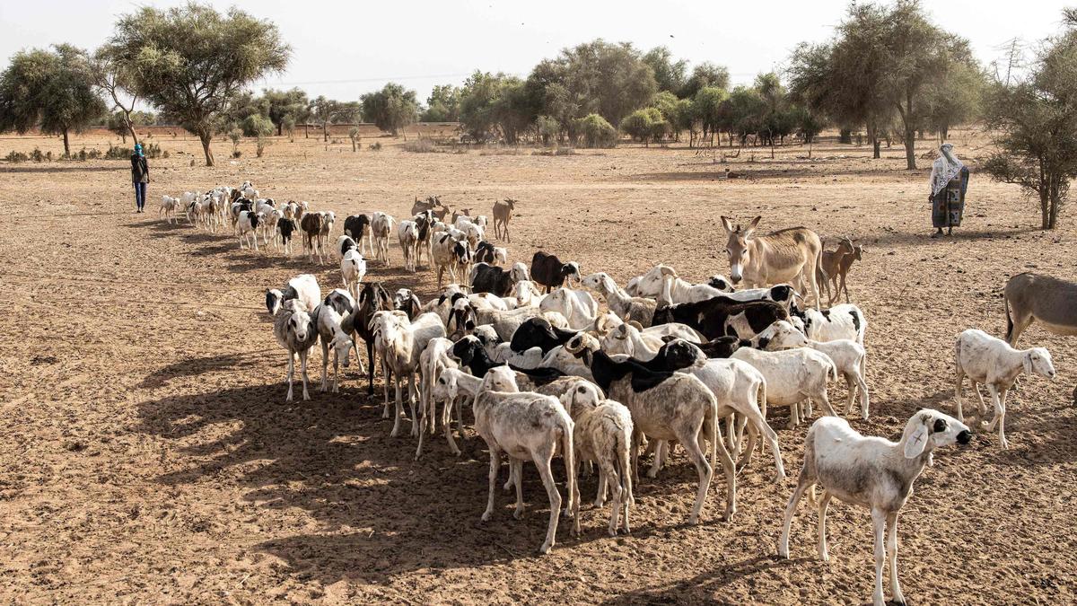 Nigerian, Beninese militias kill scores of herders