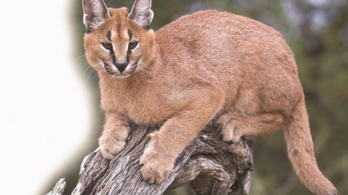 Rare caracals spotted in Thar Desert near India-Pakistan border