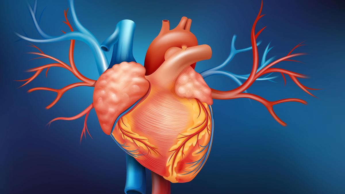 Constant mechanical force may be why heart cancer is so rare