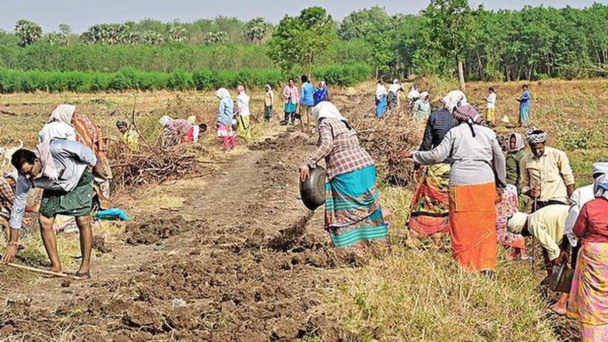 Union Budget 2026: Activists slam allocation for rural jobs schemes