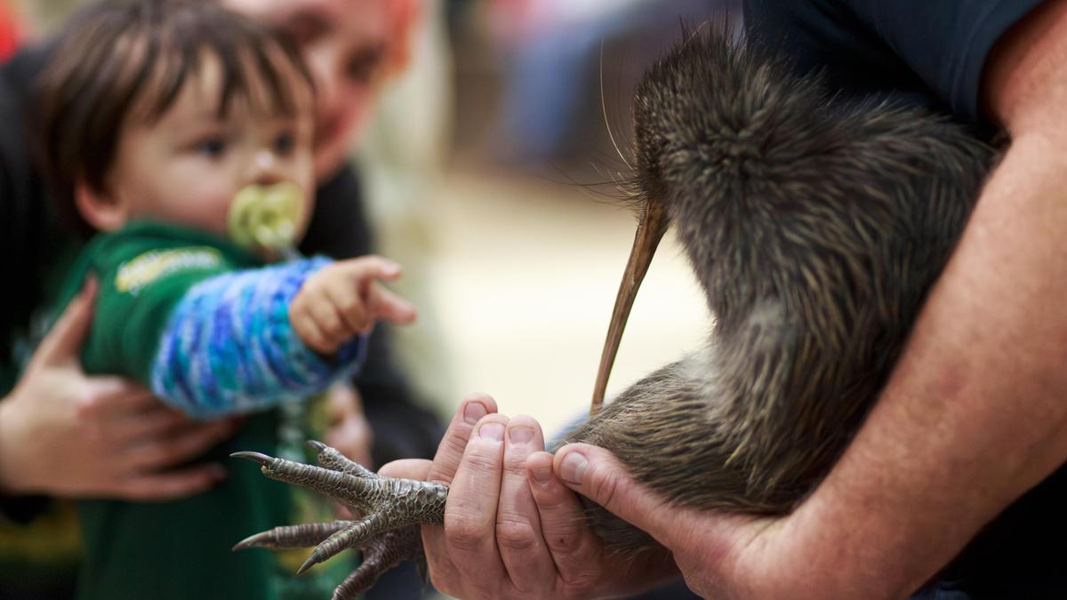 Kiwi birds return to New Zealand: A citizen campaign brings birds back to the country