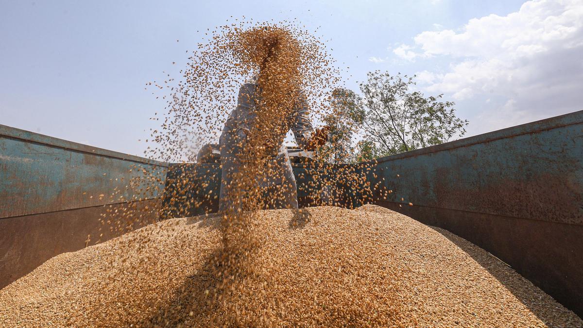 Traders begin wheat exports after four-year hiatus on bumper crop