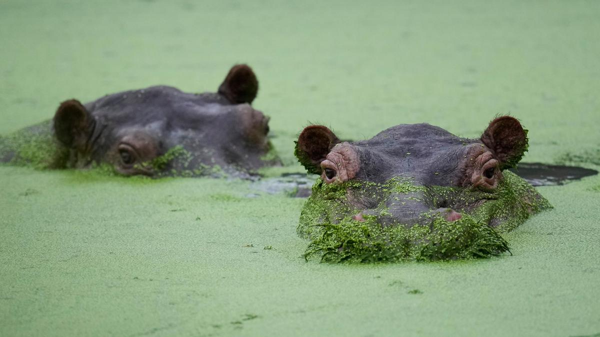 Can relocating Pablo Escobar’s hippos to Anant Ambani’s Vantara solve Colombia’s problem?